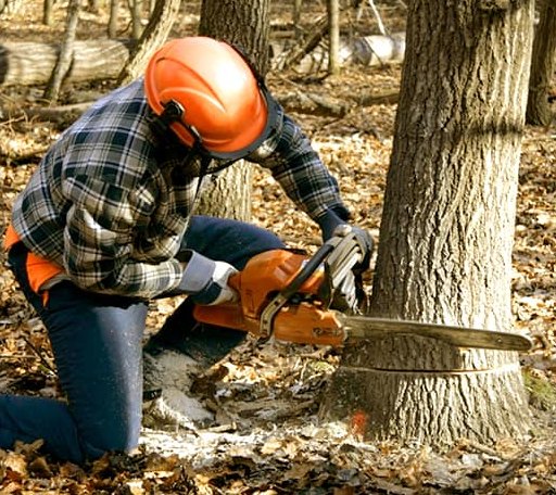Tree Removal in Chelsea, VT